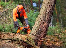 Tree and Shrub Care in Great Bend, NY