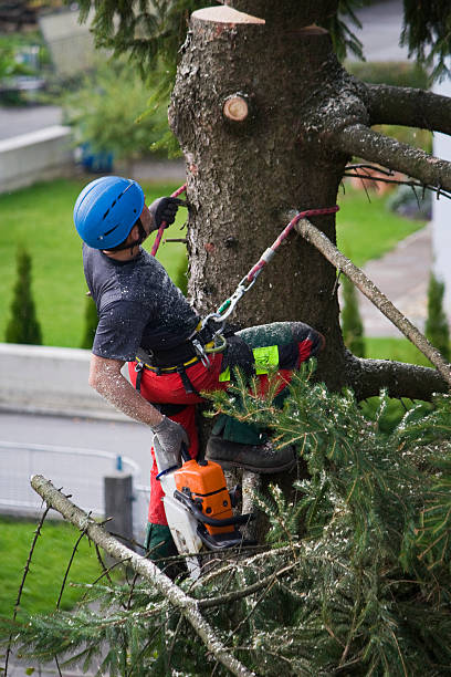 Best Fruit Tree Pruning  in Great Bend, NY