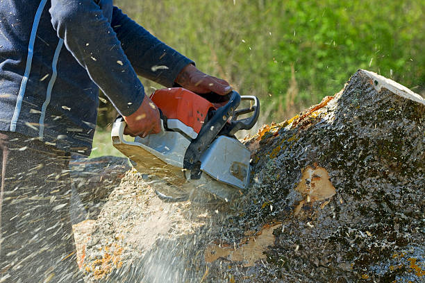 Best Tree Maintenance Programs  in Great Bend, NY