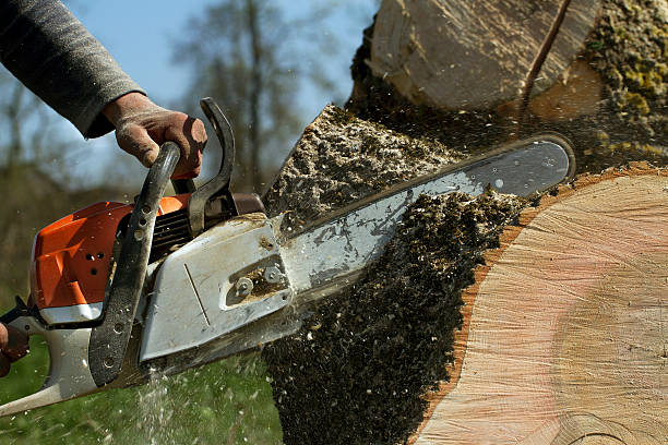 Best Storm Damage Tree Cleanup  in Great Bend, NY